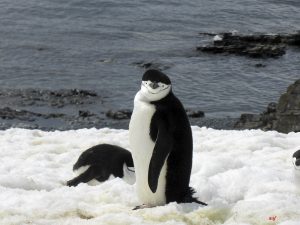 Zügelpinguin, Antarktis, Halfmoon Bay