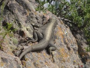 Reptil, Eidechse in Peru, Colca Canyon