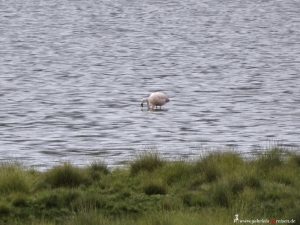 Peru, Anden, rosa Flamingo