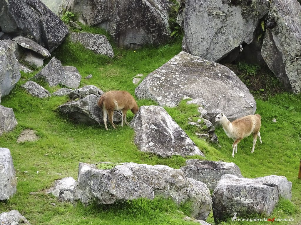 Peru, Inka Ruinen mit Lamas