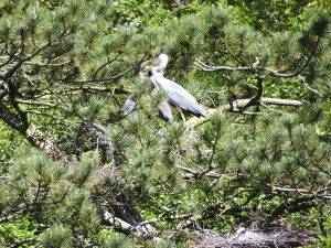 heron
