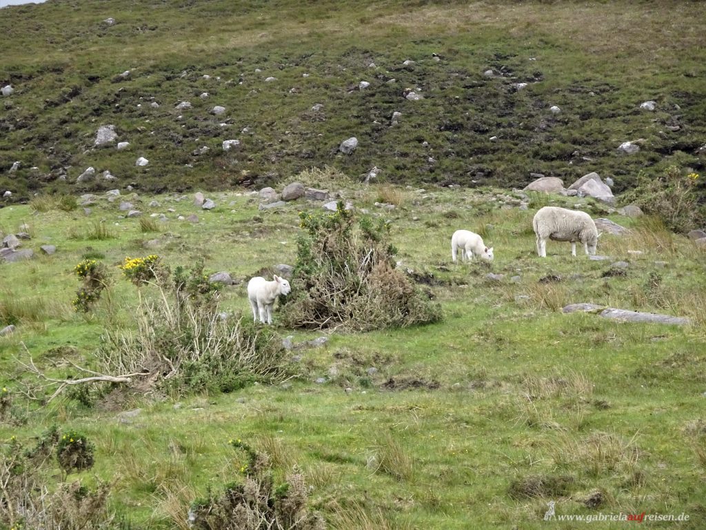 sheep in Scotland