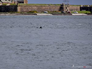Chanonry Point