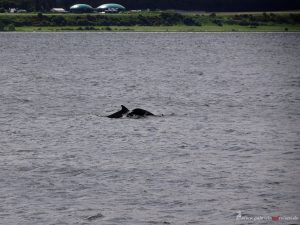 Bottlenose Dolphins