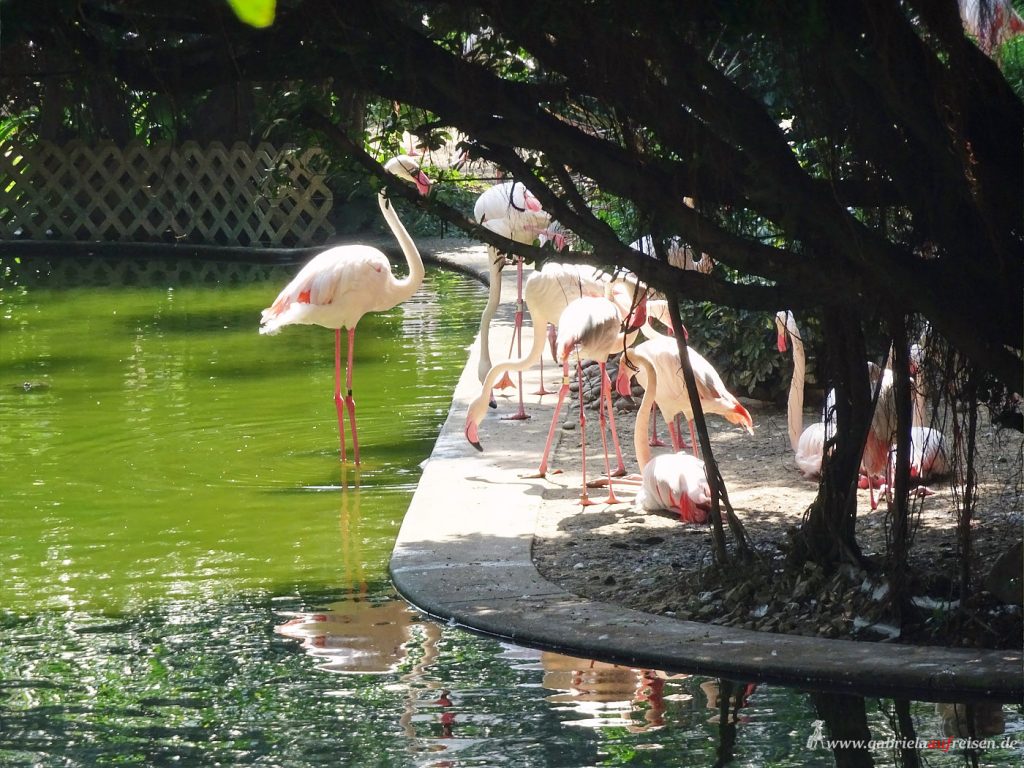 Hongkong Flamingos
