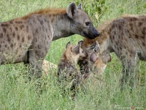 junge und alte Hyänen Suedafrika