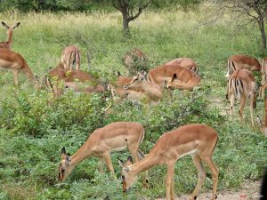 Antilopen in Suedafrika