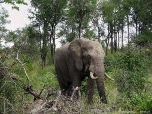 Elefant in Suedafrika