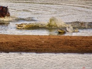 Nilpferd und Krokodile in Suedafrika