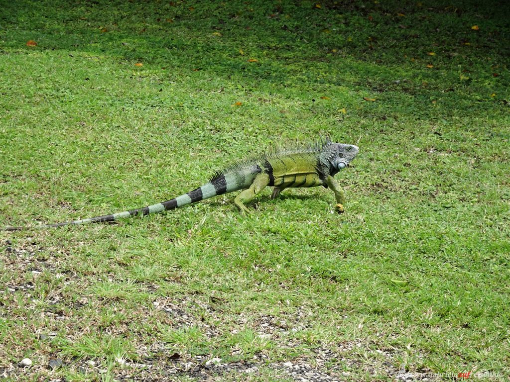Leguan in Panama