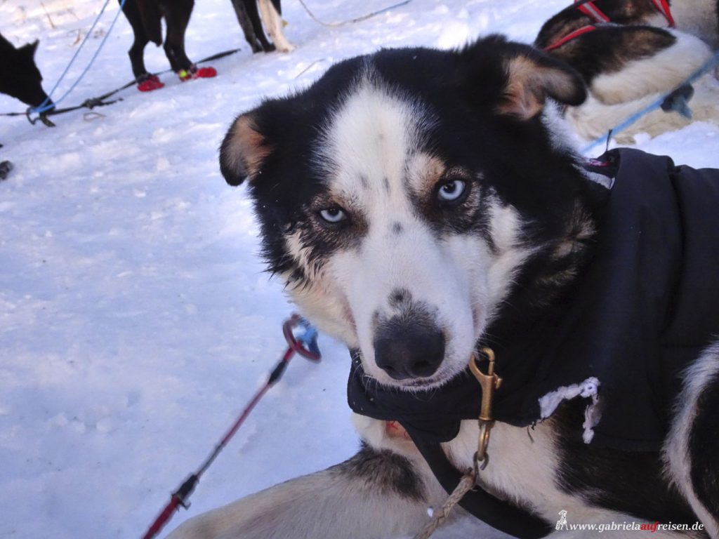 Typische Wintervergnügen in Schwedisch Lappland: Schlittenhunde glücklich machen, Eisbaden in der Ostsee, Nordlichter jagen