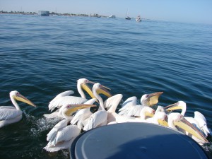 Pelicans in Walvis Bay