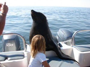 Seal on board!