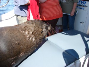 Seal on board