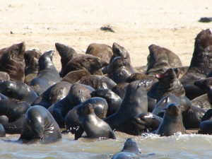 Seal banks in Walvis Bay