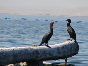 Cormorants in Walvis Bay