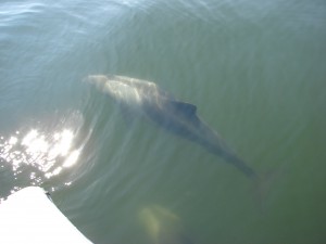 Dolphin in Walvis Bay