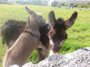 Esel / Donkey in Irland