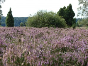 Lüneburger Heide