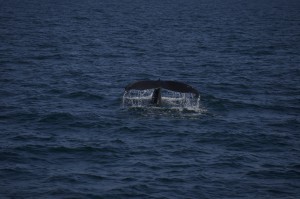 junger Buckelwal , young humpback whale