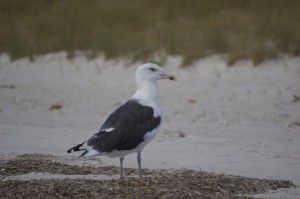 Seagull Beach