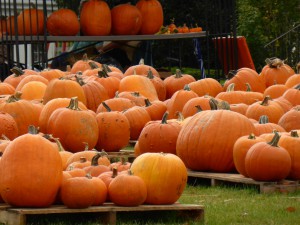 Riesenkürbisse in Cape Cod, pumpkins in Cape Cod