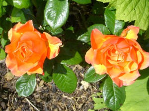 Rosen im Trumland Garten, roses in  Trumland Gardens