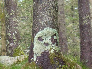 Totenkopf aus Moos /mossy skull 