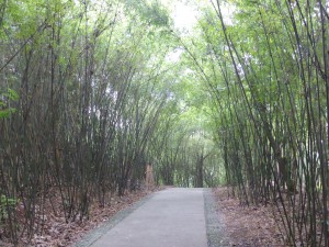 Bamboo Alley