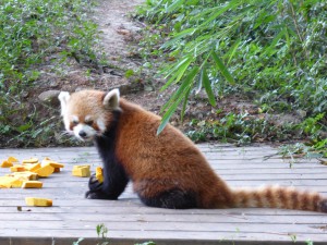 Roter Panda, Red Panda