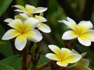 Frangipani