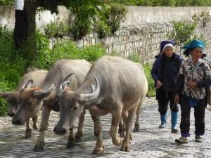 water buffalos