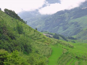 rice terraces