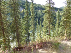 Nenana River view