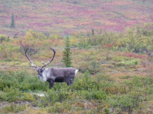 Caribou