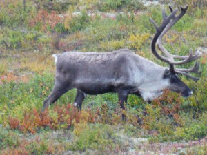 Caribou