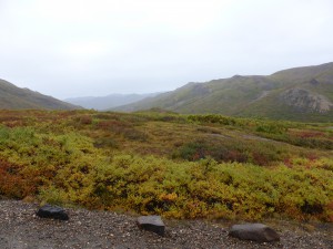 In Denali NP