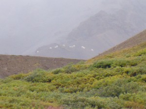 Dall Sheep