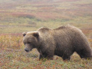 "Blond" Brown Bear