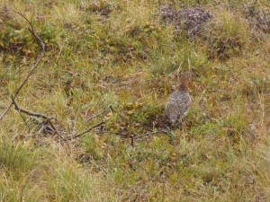 Ptarmigan