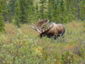 Moose