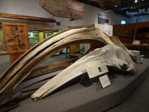 Whale skull in the University of Alaska Museum