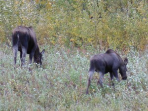 Two moose