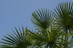 DSC05809-1_Palme