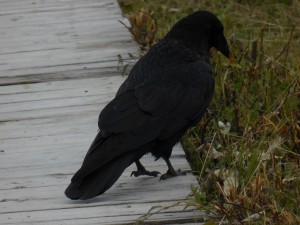 Raven