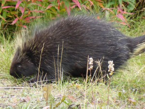 Porcupine