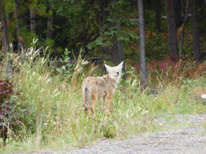 Coyote