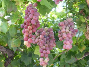 grapes