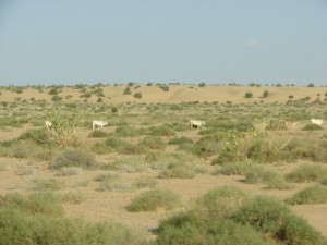 near Jaisalmer