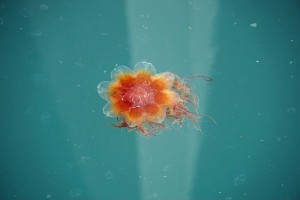 Jellyfish in Resurrection Bay